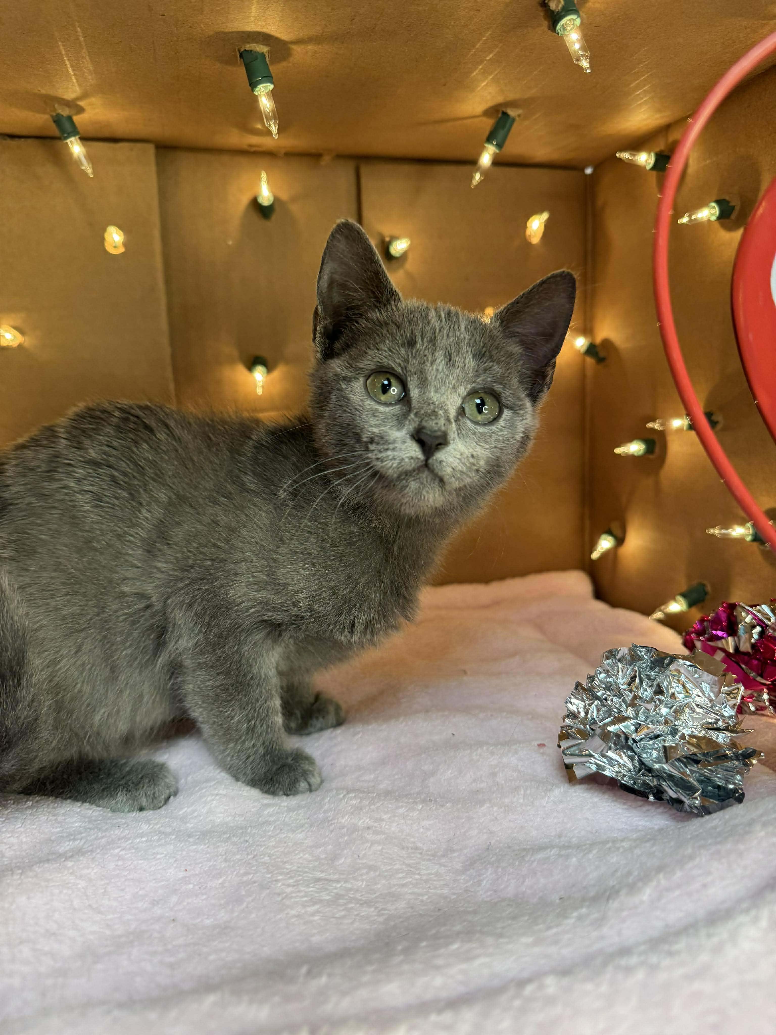 Lainey - Sweet and affectionate, a Adoptable Domestic Short Hair in Hales Corners, WI image 4/5