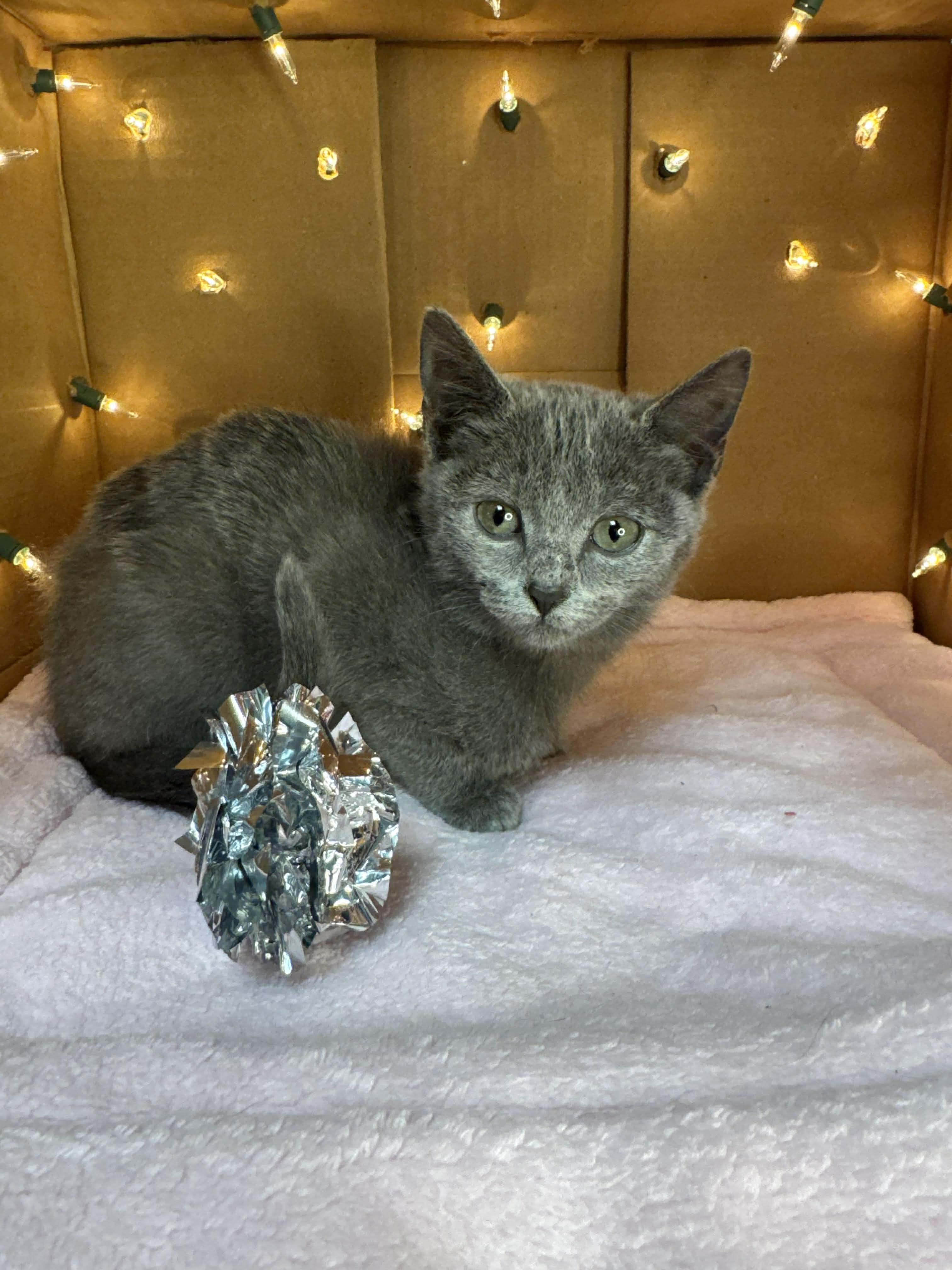 Lainey - Sweet and affectionate, a Adoptable Domestic Short Hair in Hales Corners, WI image 2/5