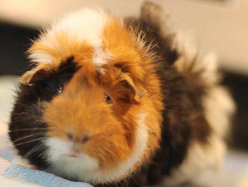 Freya and Cheetahgirl, a ADOPTABLE Guinea Pig in Budd Lake, NJ image 2/6