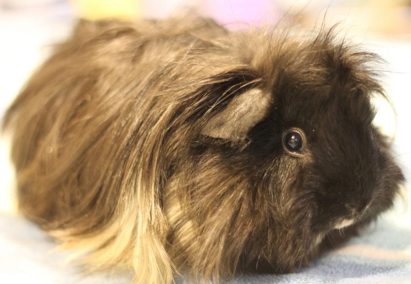Freya and Cheetahgirl, a ADOPTABLE Guinea Pig in Budd Lake, NJ image 5/6