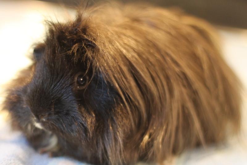 Freya and Cheetahgirl, a ADOPTABLE Guinea Pig in Budd Lake, NJ image 6/6