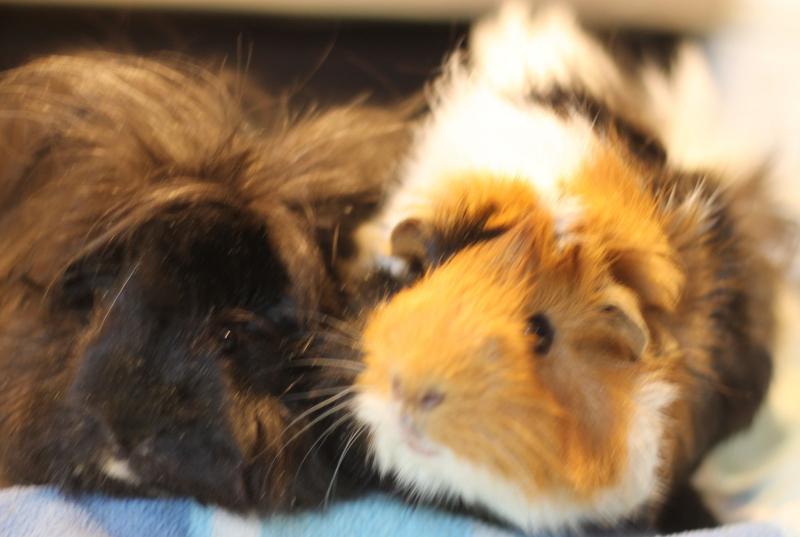 Freya and Cheetahgirl, a ADOPTABLE Guinea Pig in Budd Lake, NJ image 4/6