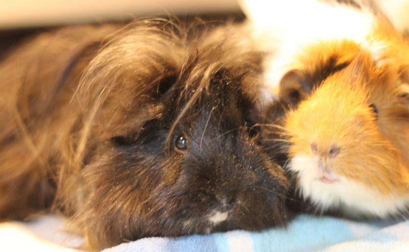 Freya and Cheetahgirl, ADOPTABLE, Young Female Guinea Pig.