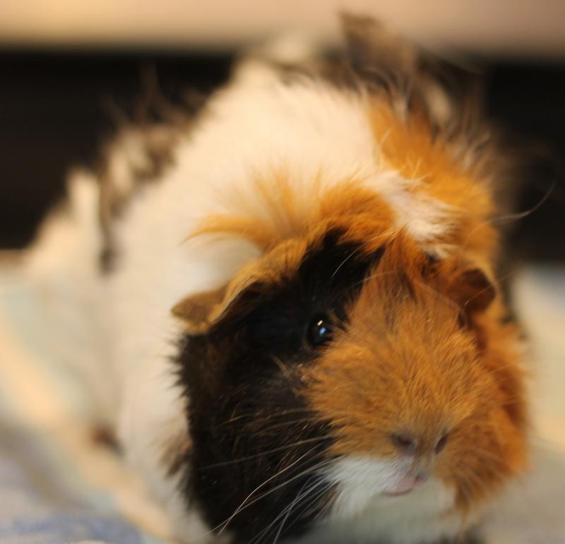 Freya and Cheetahgirl, a ADOPTABLE Guinea Pig in Budd Lake, NJ image 3/6