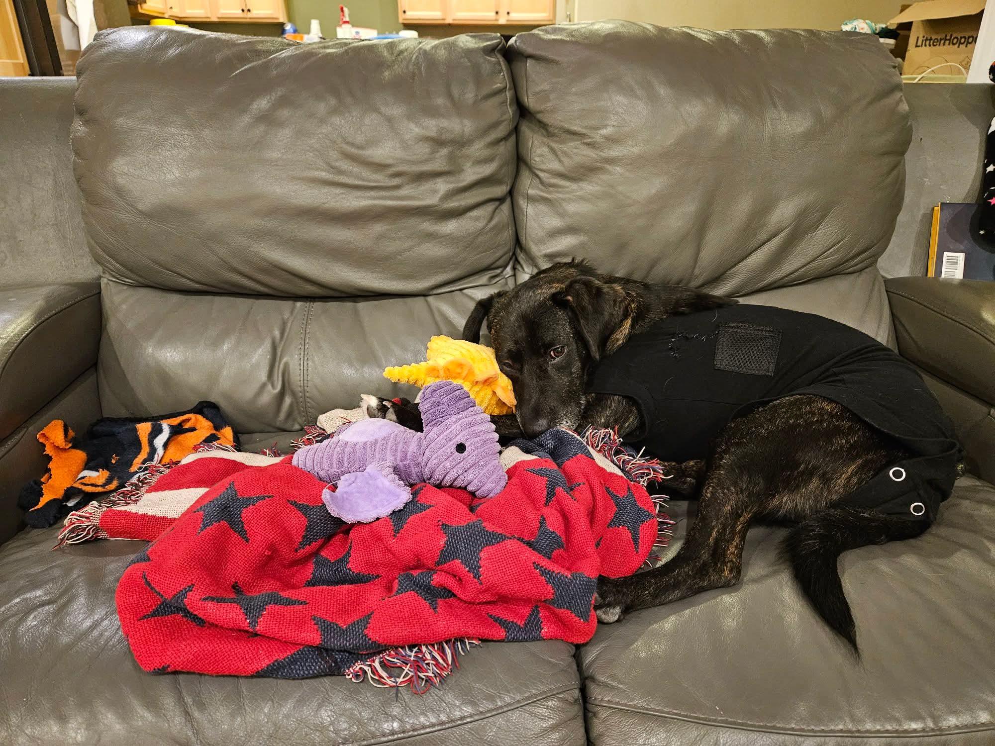 Enlarge Happy , a ADOPTABLE mixed breed in East Peoria, IL image 4/6