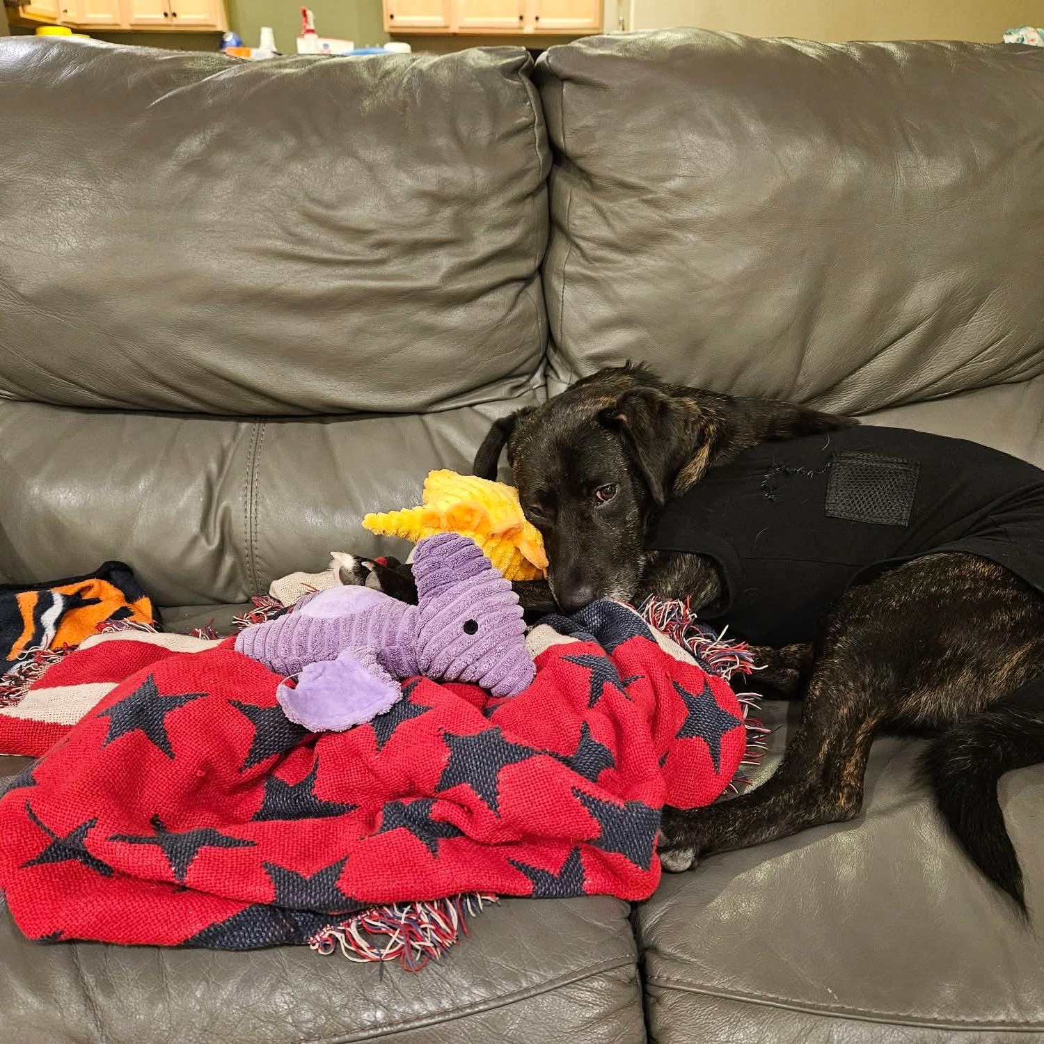 Happy , a ADOPTABLE mixed breed in East Peoria, IL image 4/6