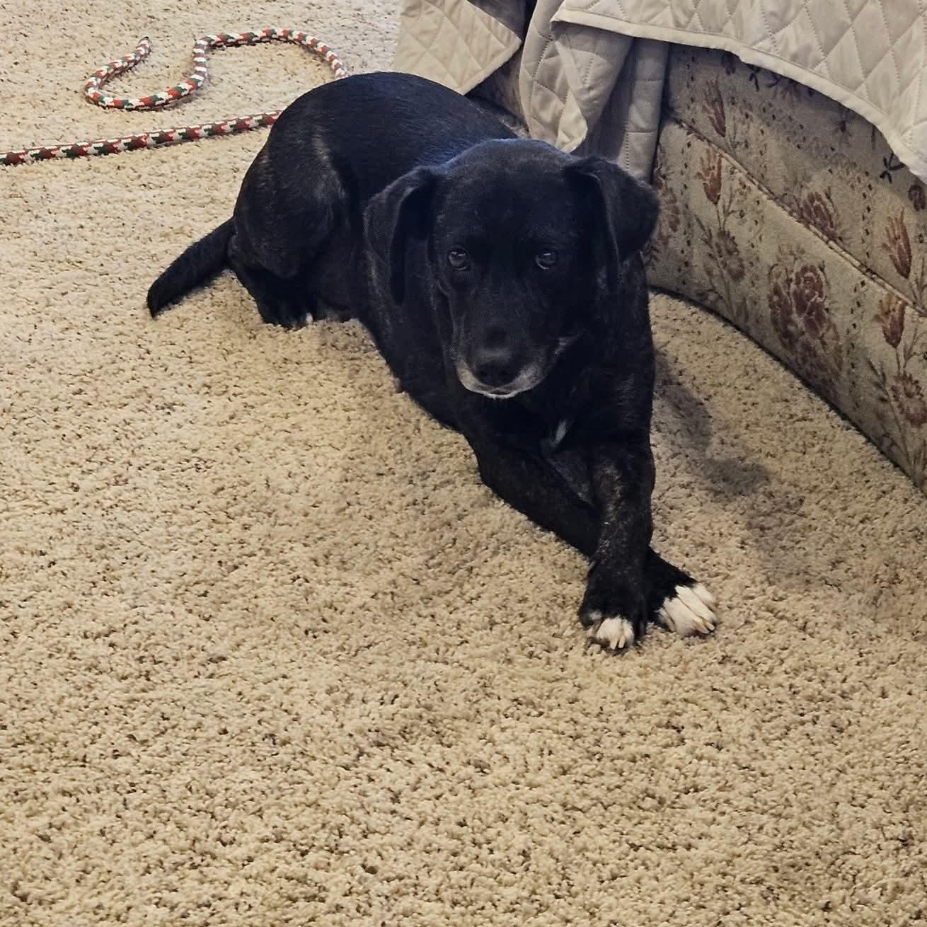Happy , ADOPTABLE, Adult Female Labrador Retriever.