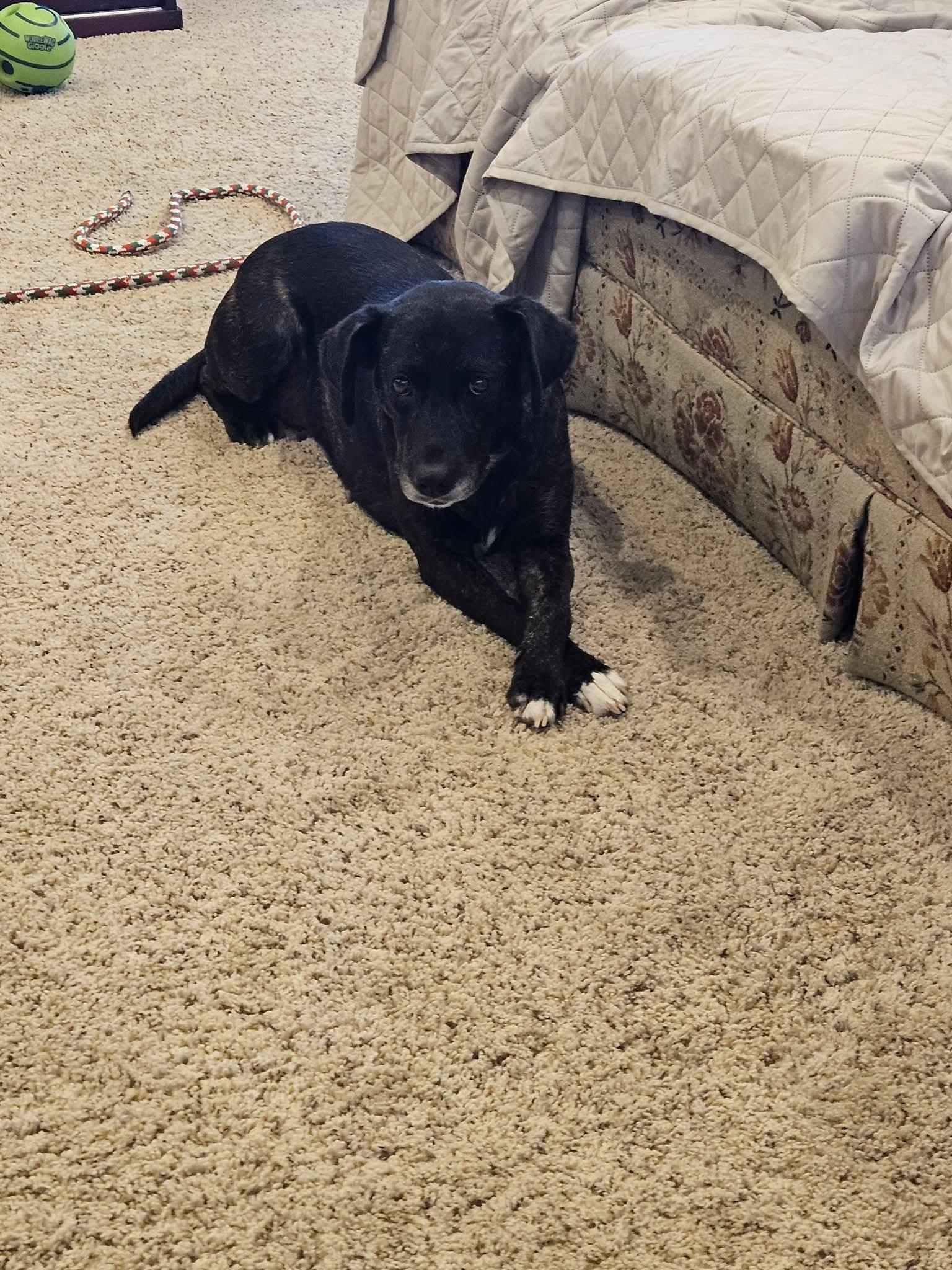 Enlarge Happy , a ADOPTABLE mixed breed in East Peoria, IL image 2/6