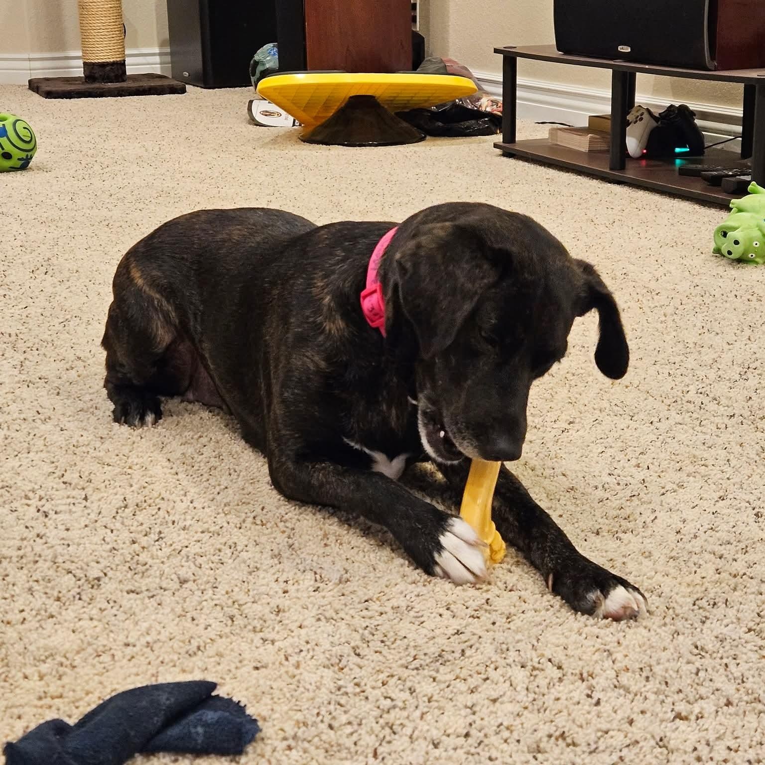 Happy , a ADOPTABLE mixed breed in East Peoria, IL image 3/6
