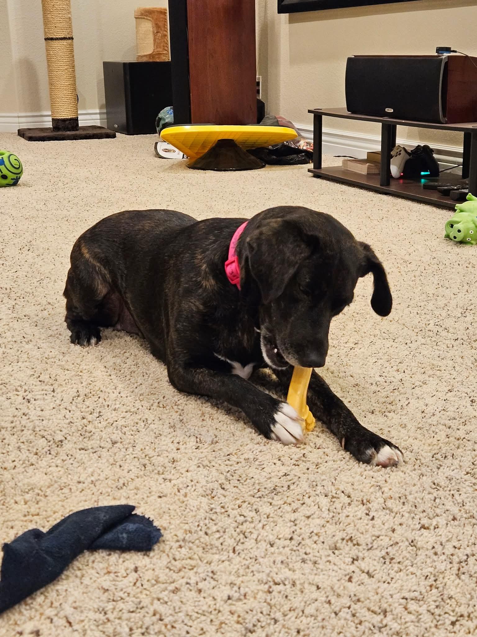 Enlarge Happy , a ADOPTABLE mixed breed in East Peoria, IL image 3/6