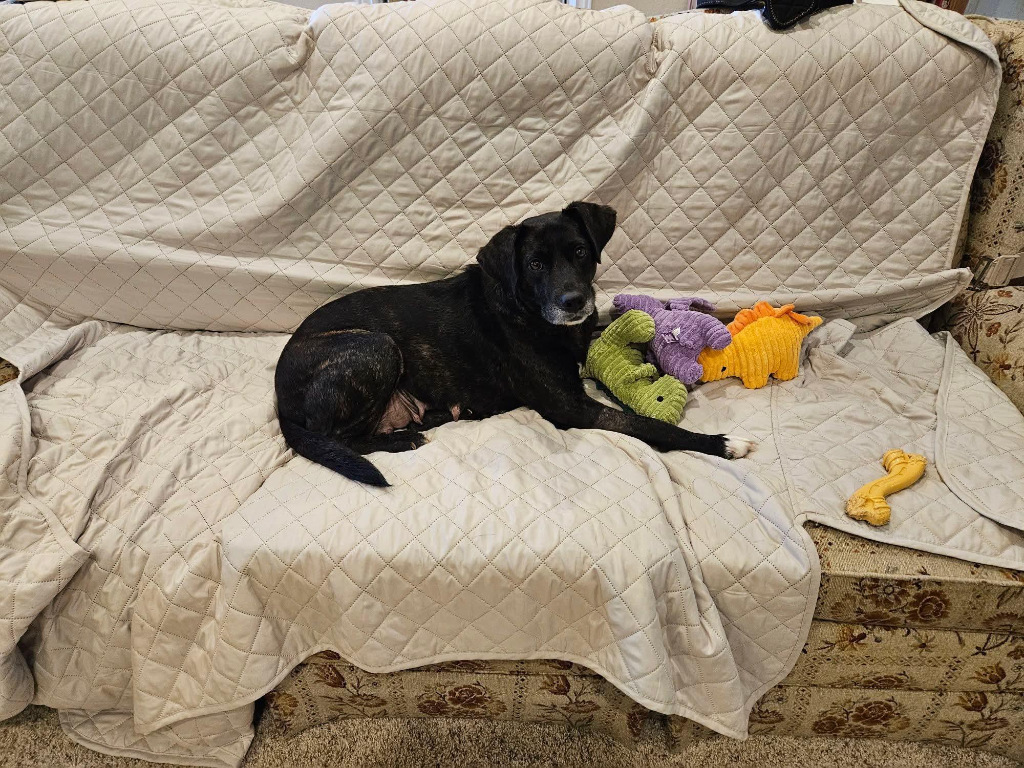 Happy , ADOPTABLE, Adult Female Labrador Retriever.