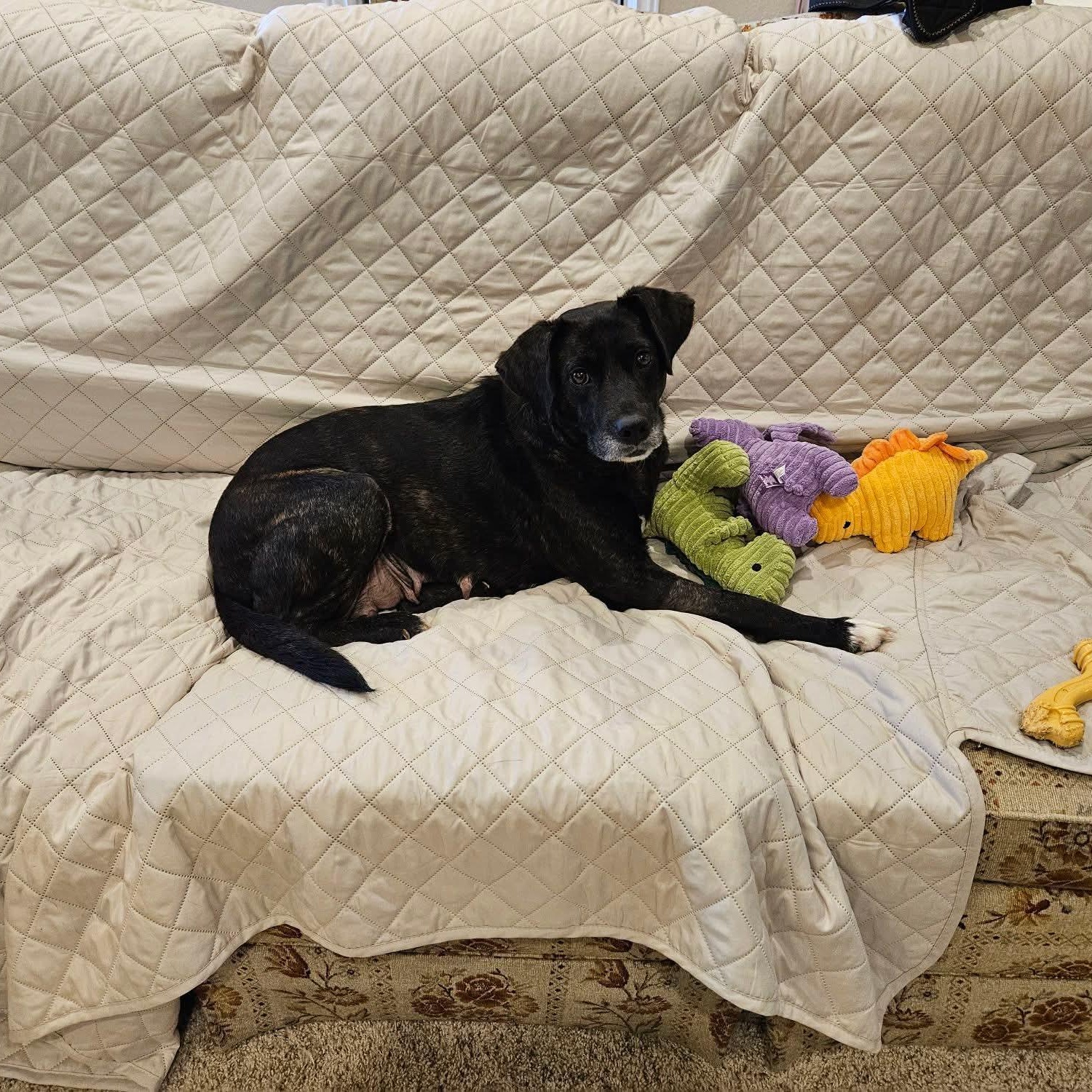 Happy , a ADOPTABLE mixed breed in East Peoria, IL image 2/6