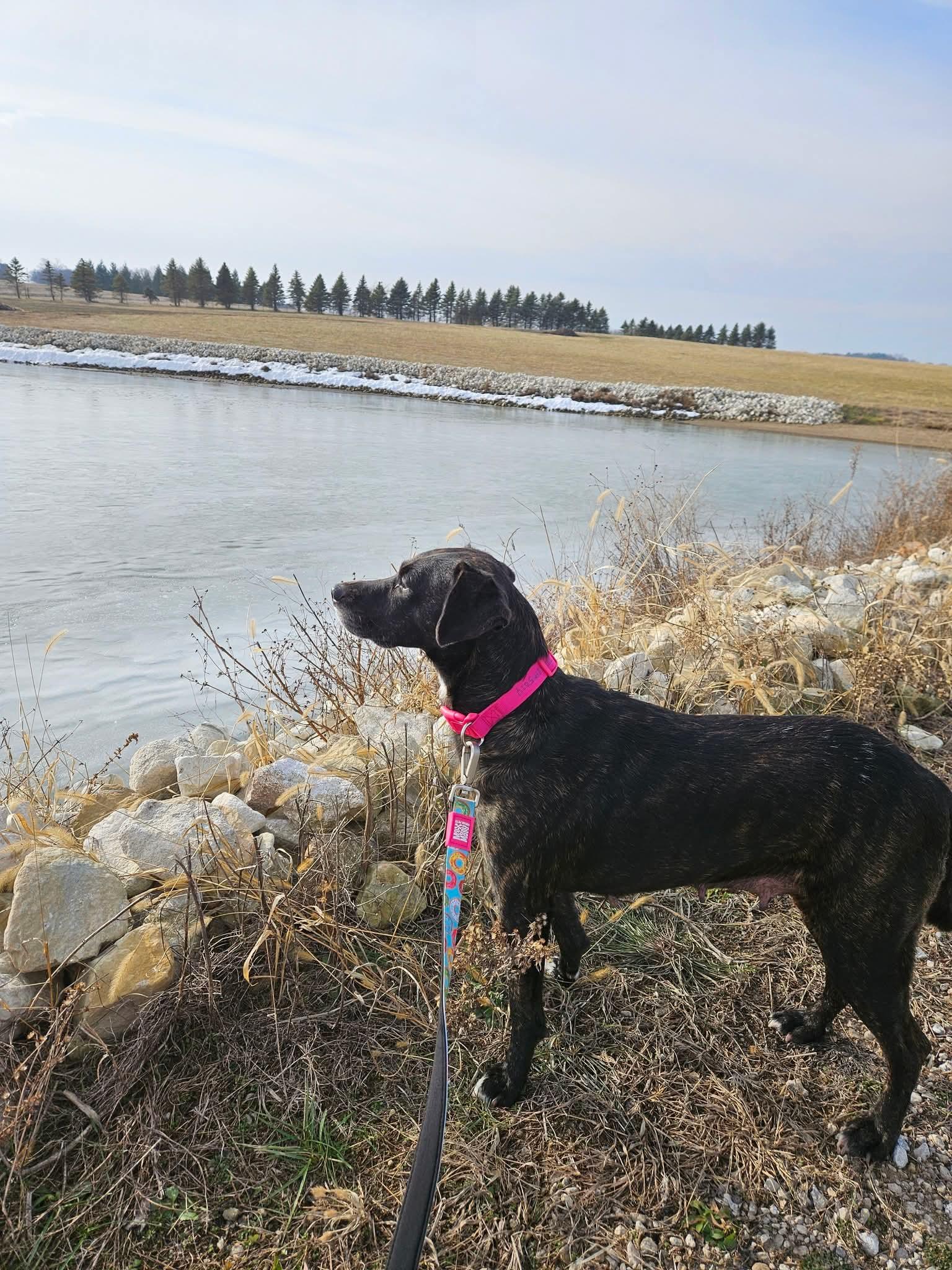 Enlarge Happy , a ADOPTABLE mixed breed in East Peoria, IL image 5/6