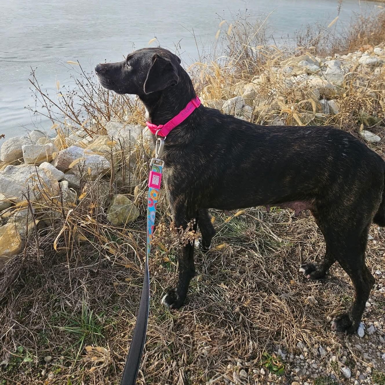 Happy , a ADOPTABLE mixed breed in East Peoria, IL image 5/6