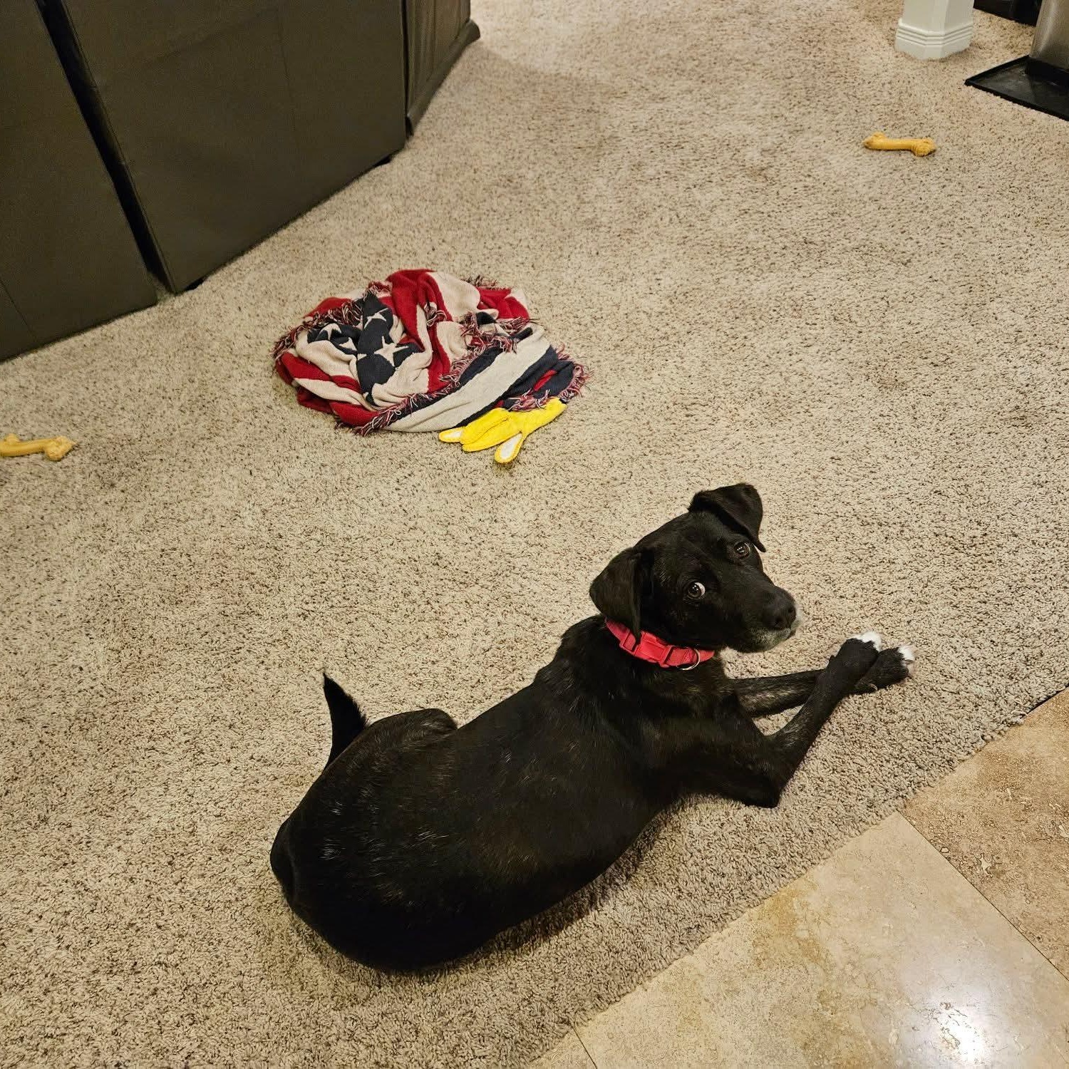 Happy , a ADOPTABLE mixed breed in East Peoria, IL image 6/6
