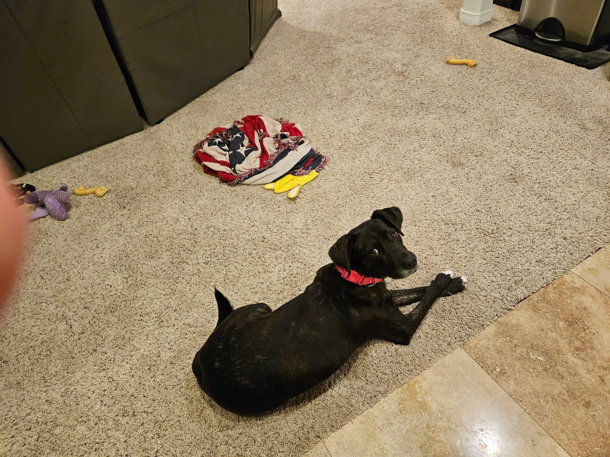 Enlarge Happy , a ADOPTABLE mixed breed in East Peoria, IL image 6/6