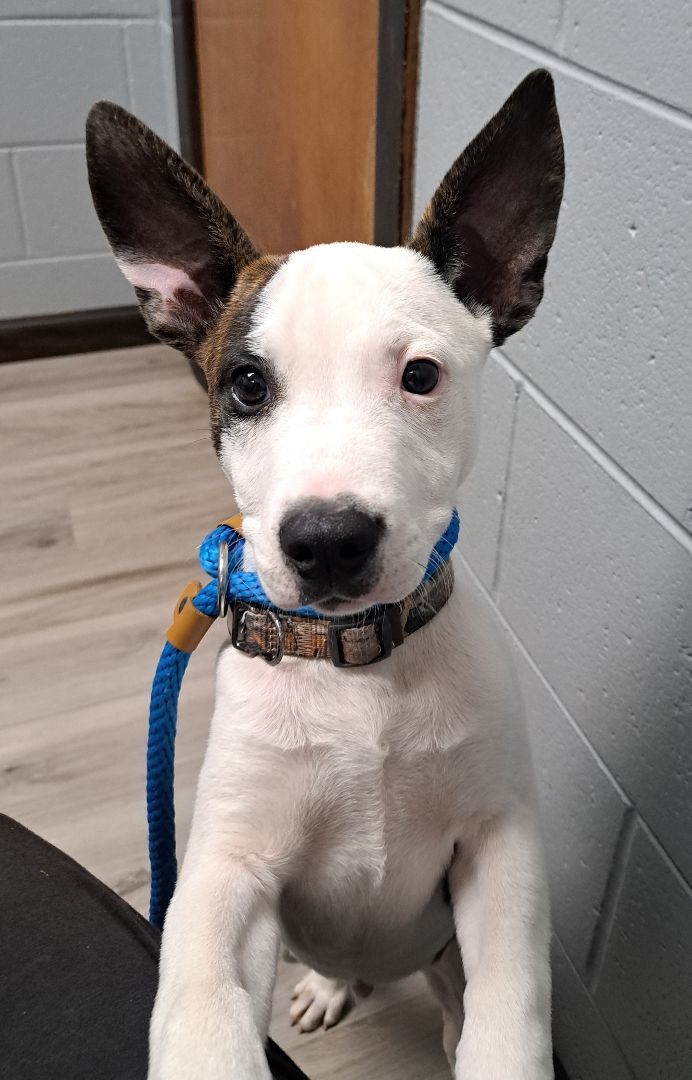The Baby Jacks, Adult Male Jack Russell Terrier