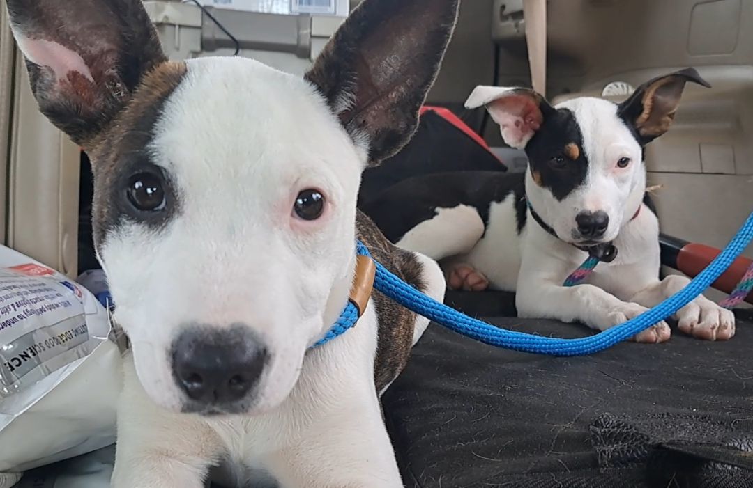 Enlarge Colby and Camden, a Adoptable mixed breed in Westminster, SC image 3/3
