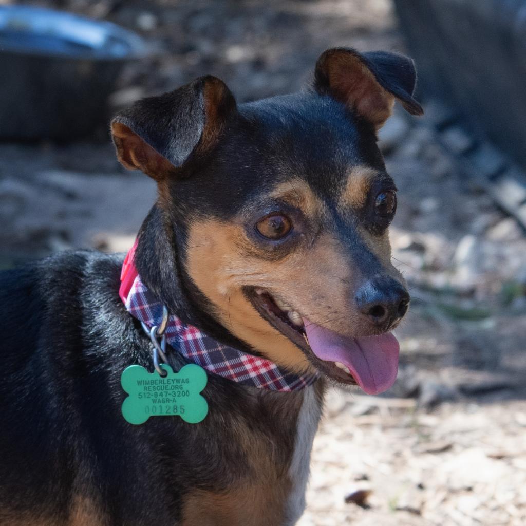 Roscoe, Adoptable, Senior Male Miniature Pinscher.