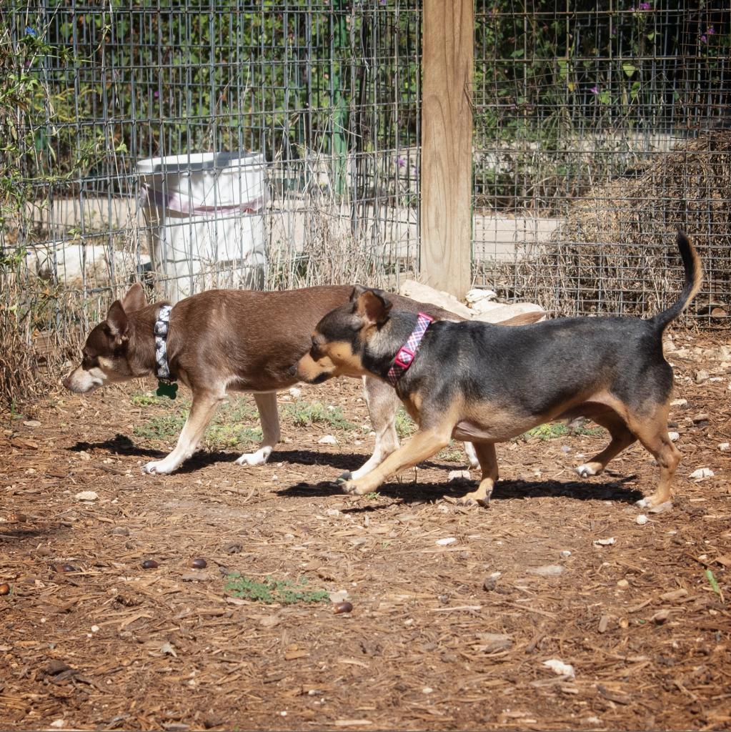 Enlarge Roscoe, a Adoptable Miniature Pinscher in Wimberley, TX image 2/6