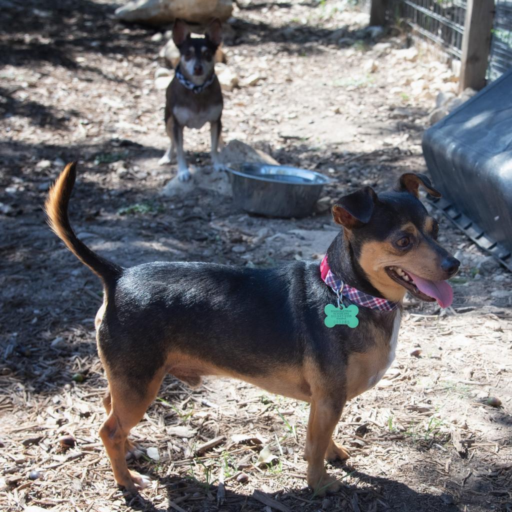 Enlarge Roscoe, a Adoptable Miniature Pinscher in Wimberley, TX image 3/6
