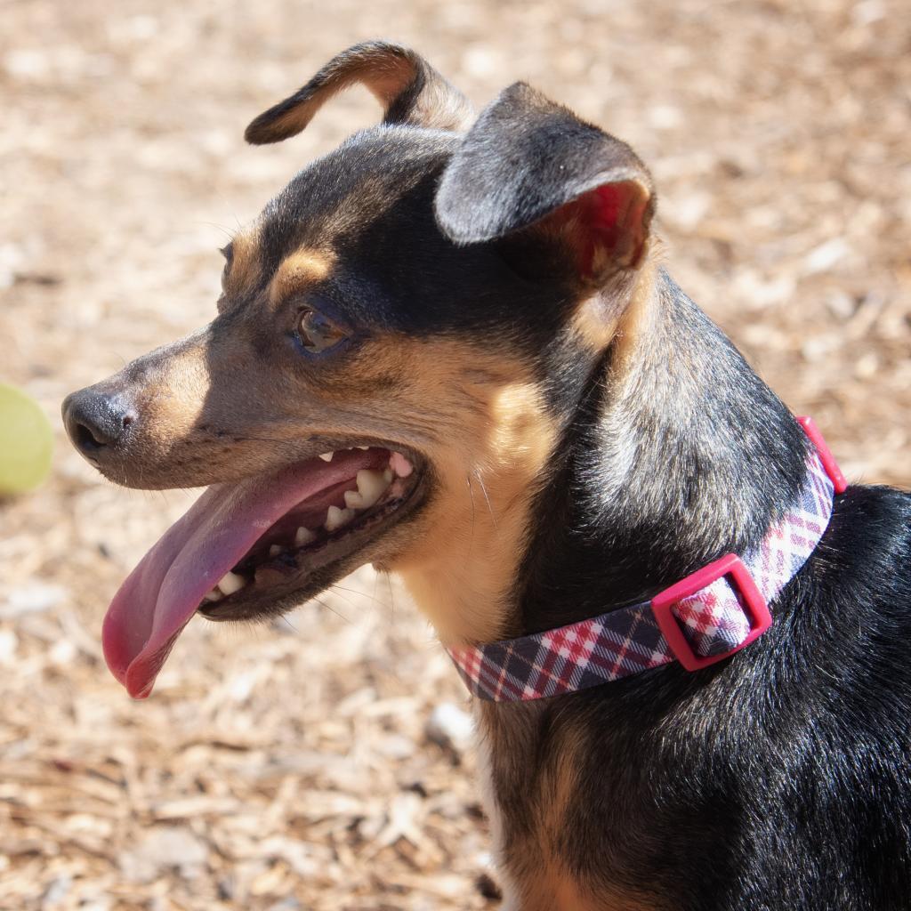 Enlarge Roscoe, a Adoptable Miniature Pinscher in Wimberley, TX image 4/6
