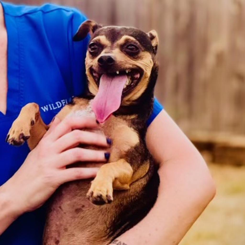 Enlarge Roscoe, a Adoptable Miniature Pinscher in Wimberley, TX image 5/6