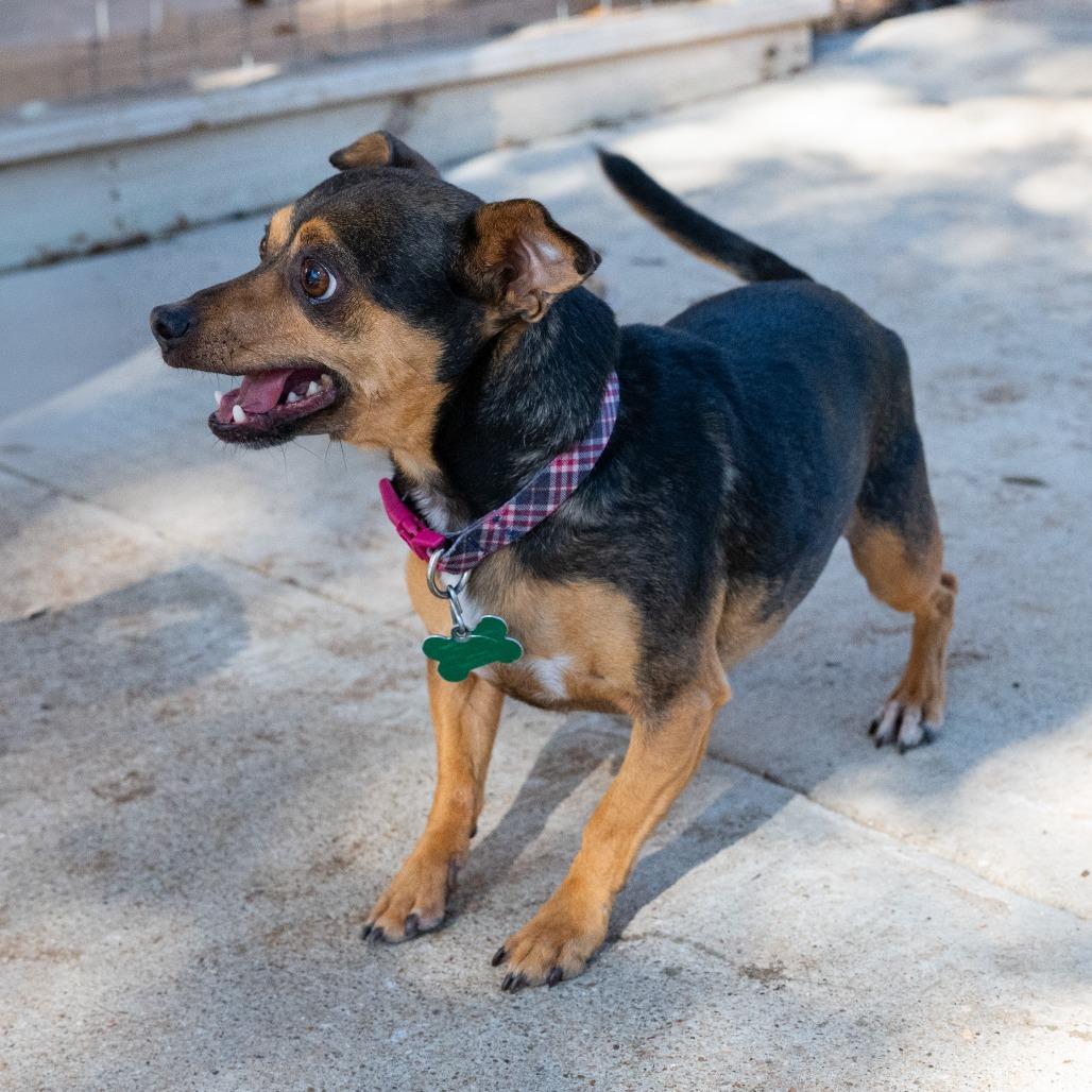 Roscoe, a Adoptable Miniature Pinscher in Wimberley, TX image 4/6
