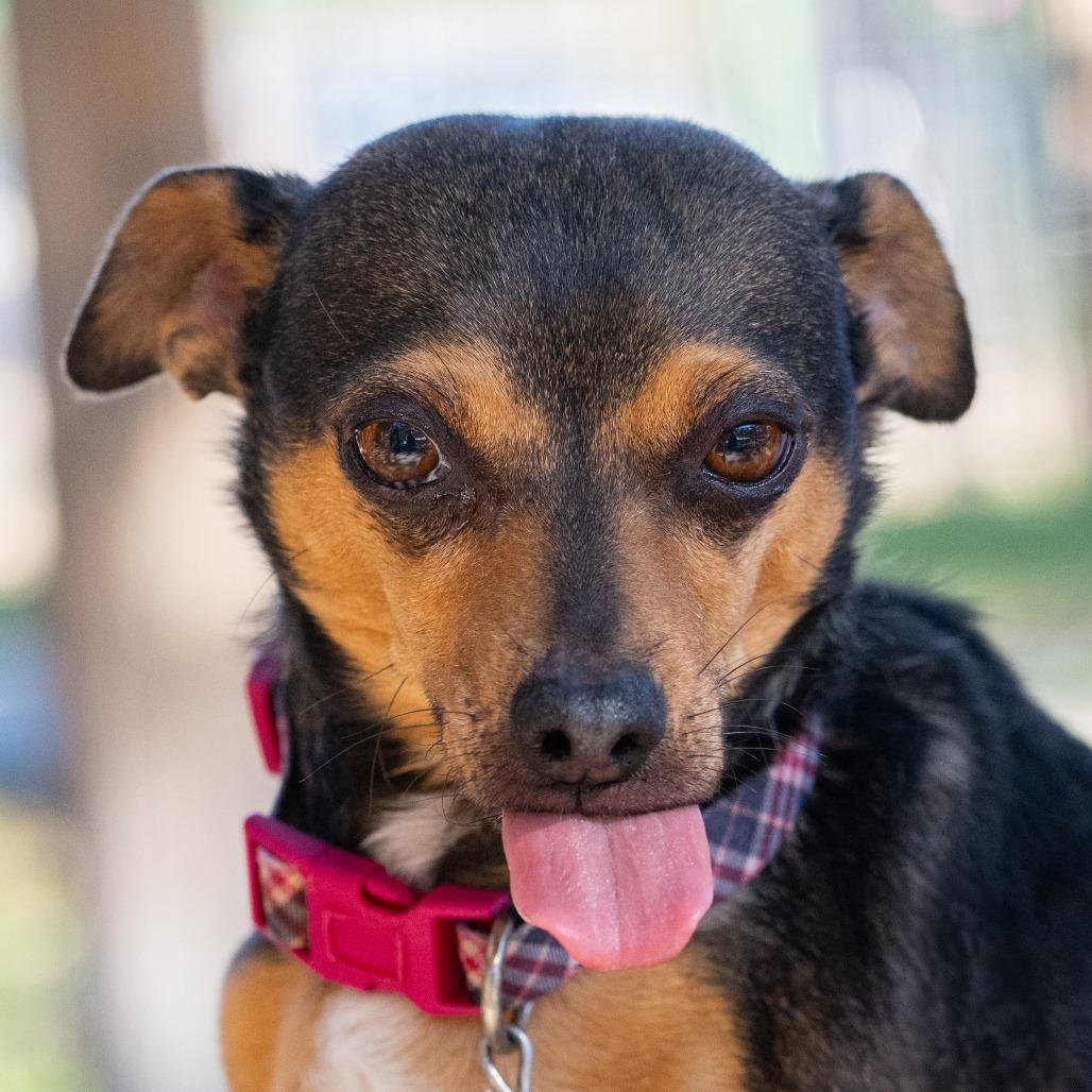 Roscoe, a Adoptable Miniature Pinscher in Wimberley, TX image 5/6