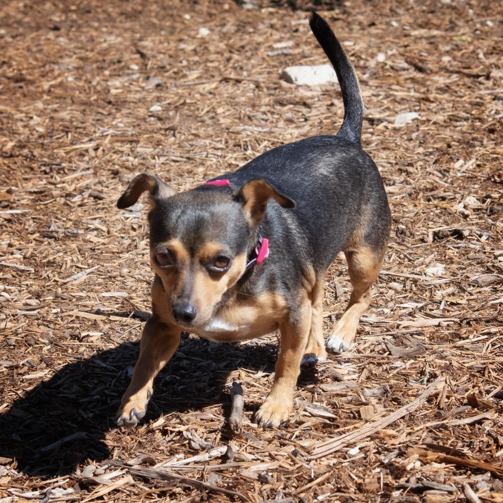 Enlarge Roscoe, a Adoptable Miniature Pinscher in Wimberley, TX image 6/6