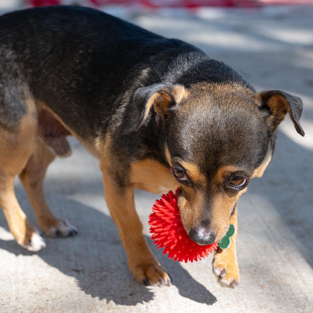 Roscoe, a Adoptable Miniature Pinscher in Wimberley, TX image 6/6