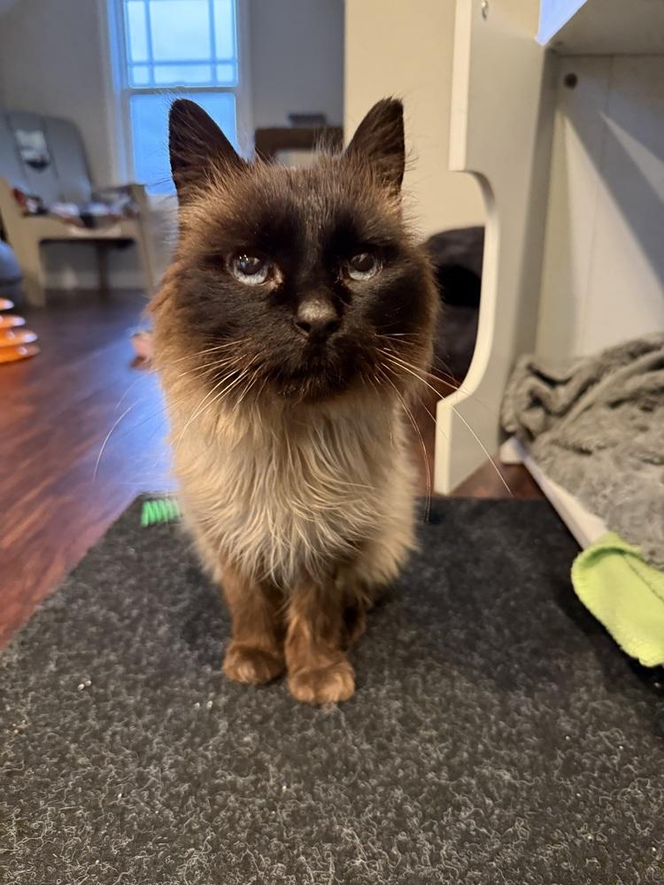 Enlarge Lilac (26-060 C), a Adoptable Domestic Short Hair in Lansing, MI image 1/2