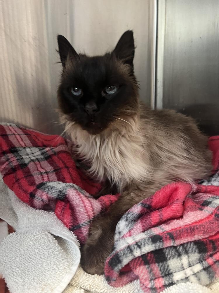 Enlarge Lilac (26-060 C), a Adoptable Domestic Short Hair in Lansing, MI image 2/2