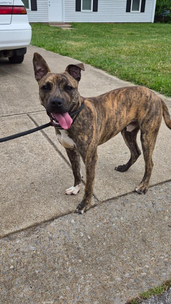 Gucci Garrett, Adoptable, Young Male Catahoula Leopard Dog.