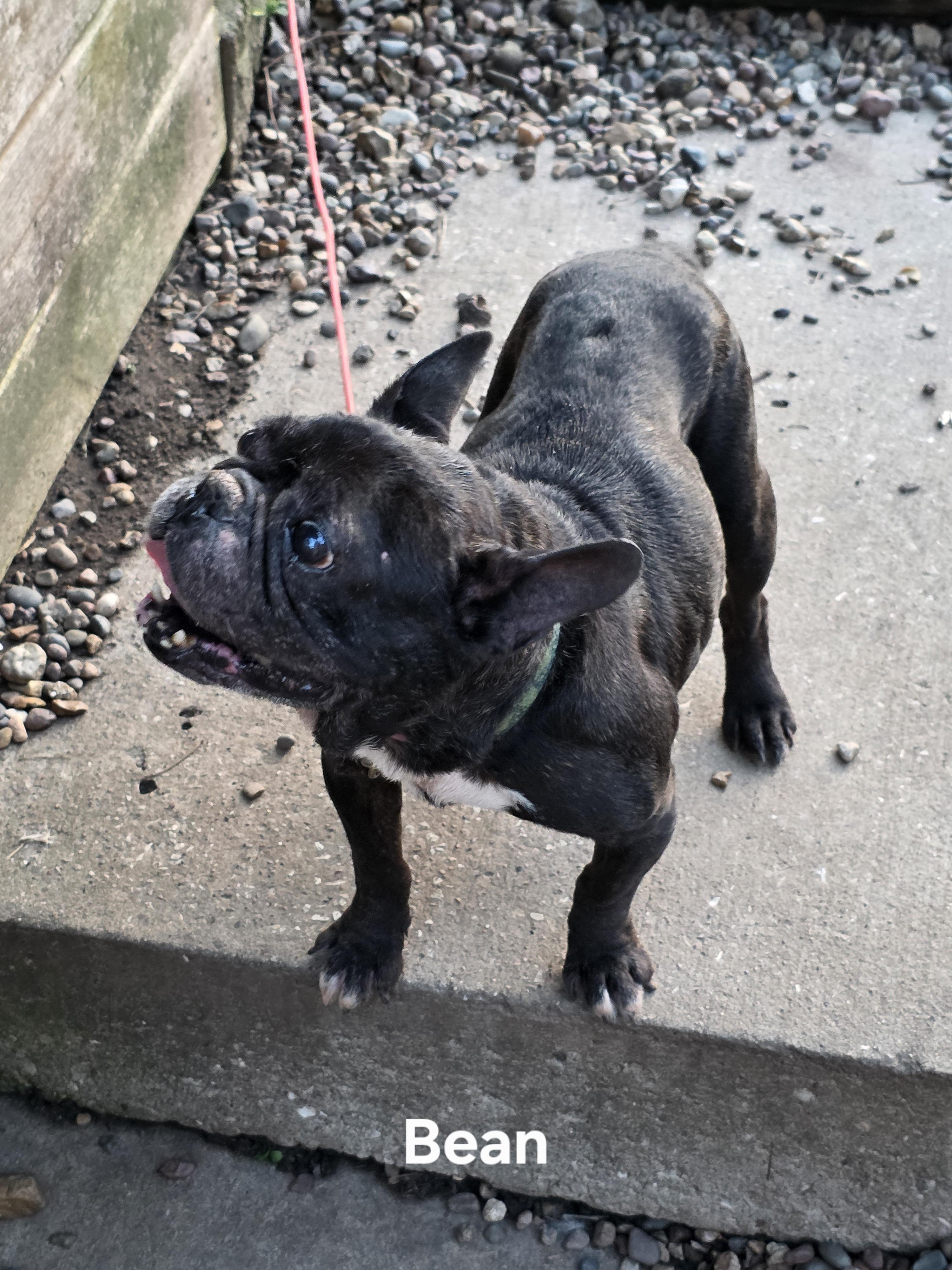 Bean, Senior Male unknown