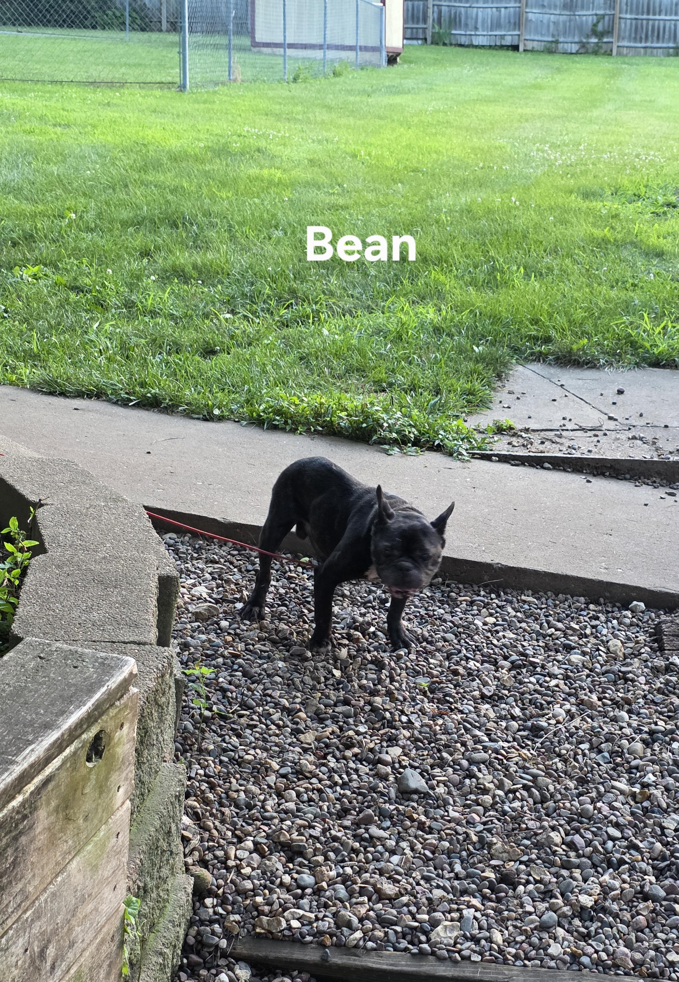 Bean photo 2