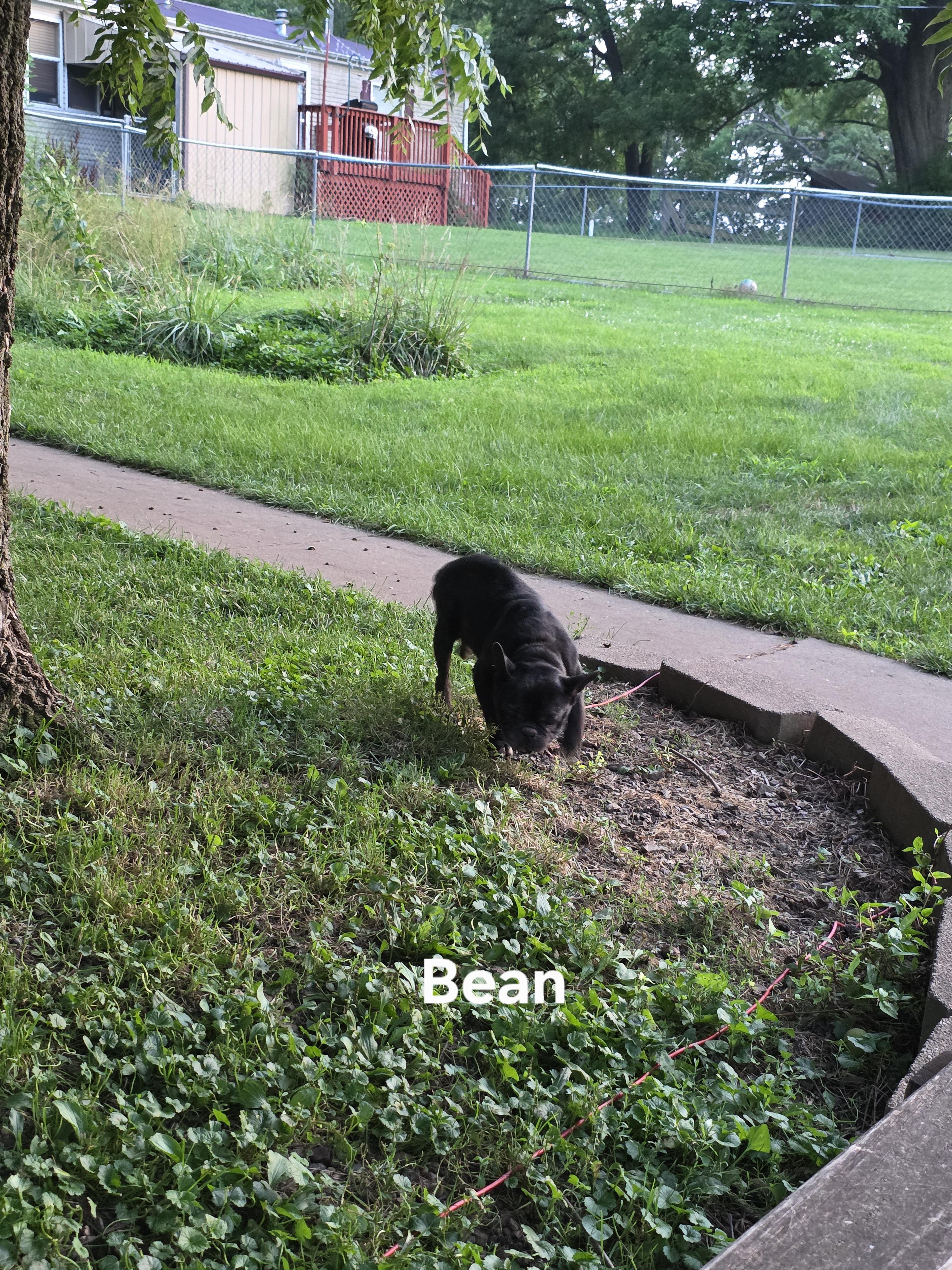 Bean photo 5