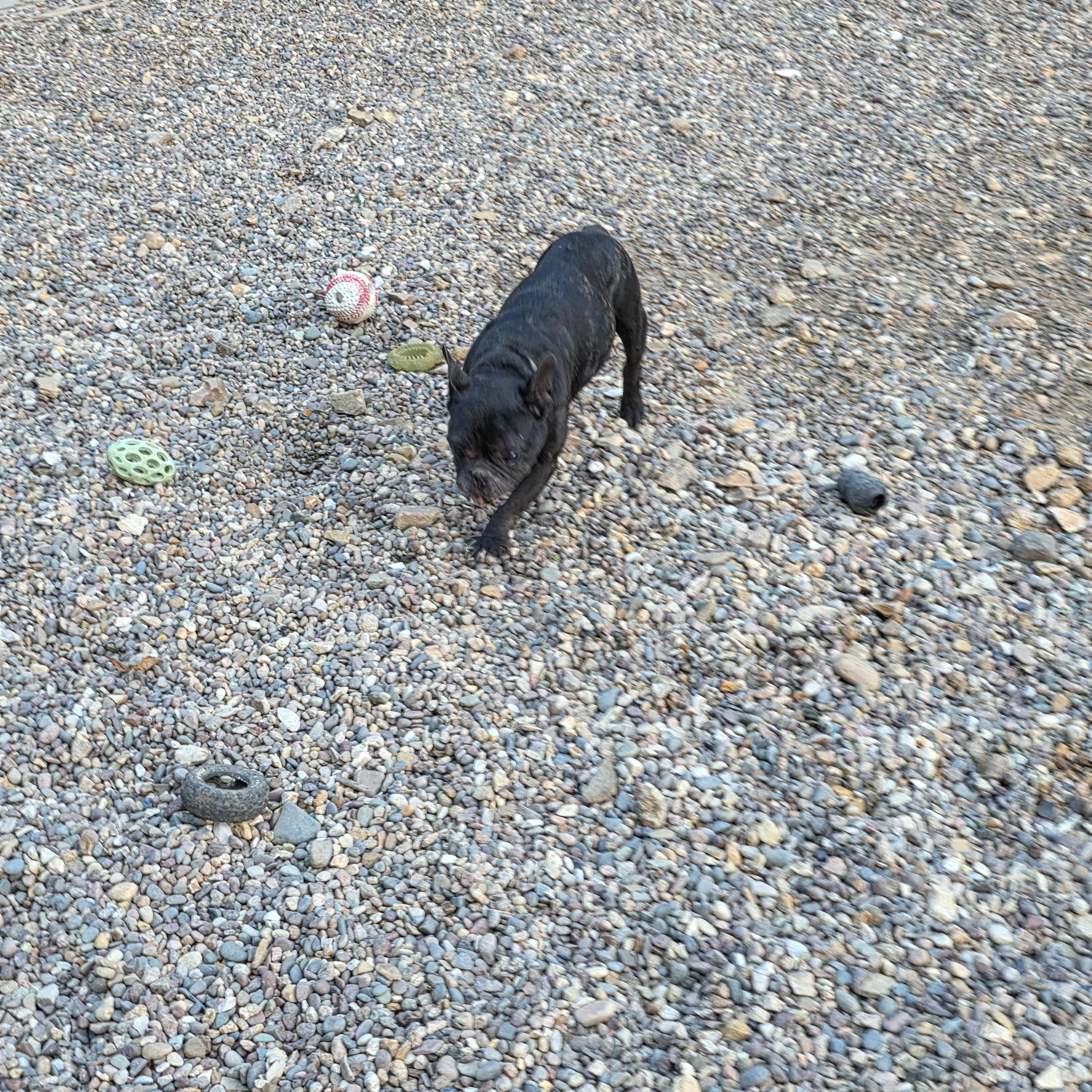 Bean photo 3