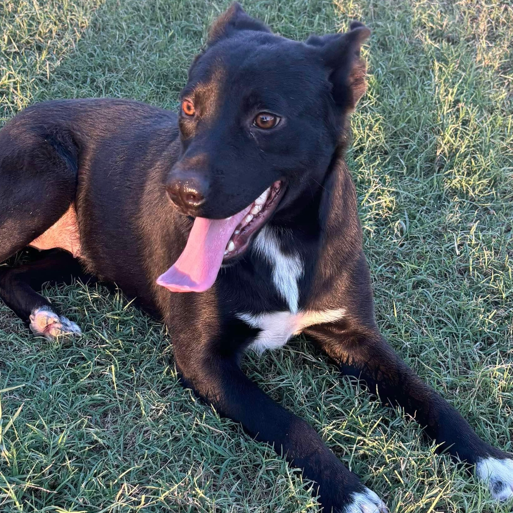 Dog for adoption Akira, a Labrador Retriever Mix in Patterson, NY