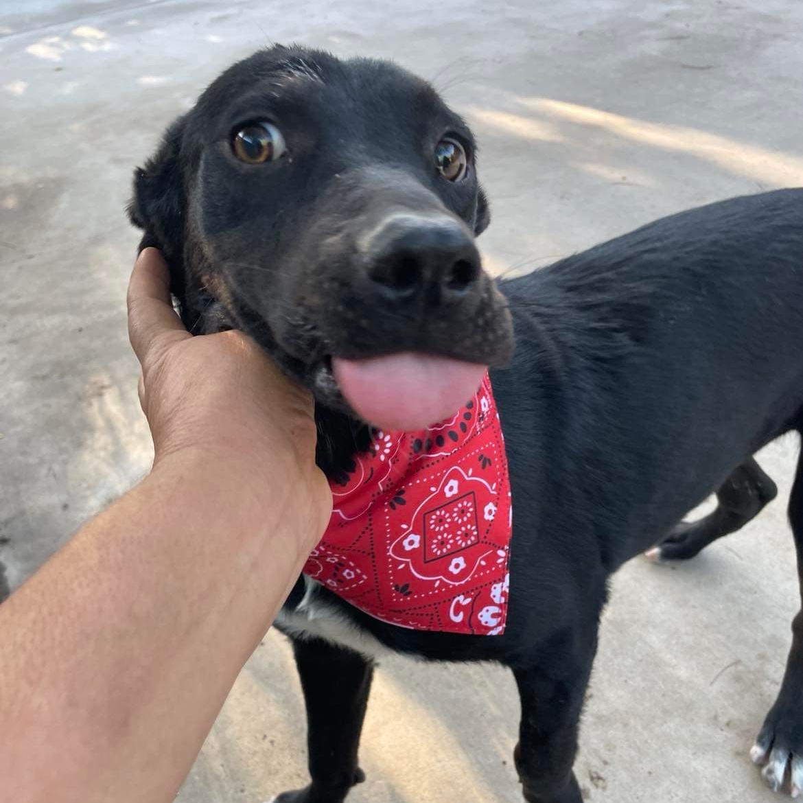 Dog for adoption Akira, a Labrador Retriever Mix in Patterson, NY