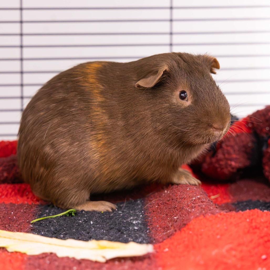 Maraschino, Adoptable, Young Male Guinea Pig.