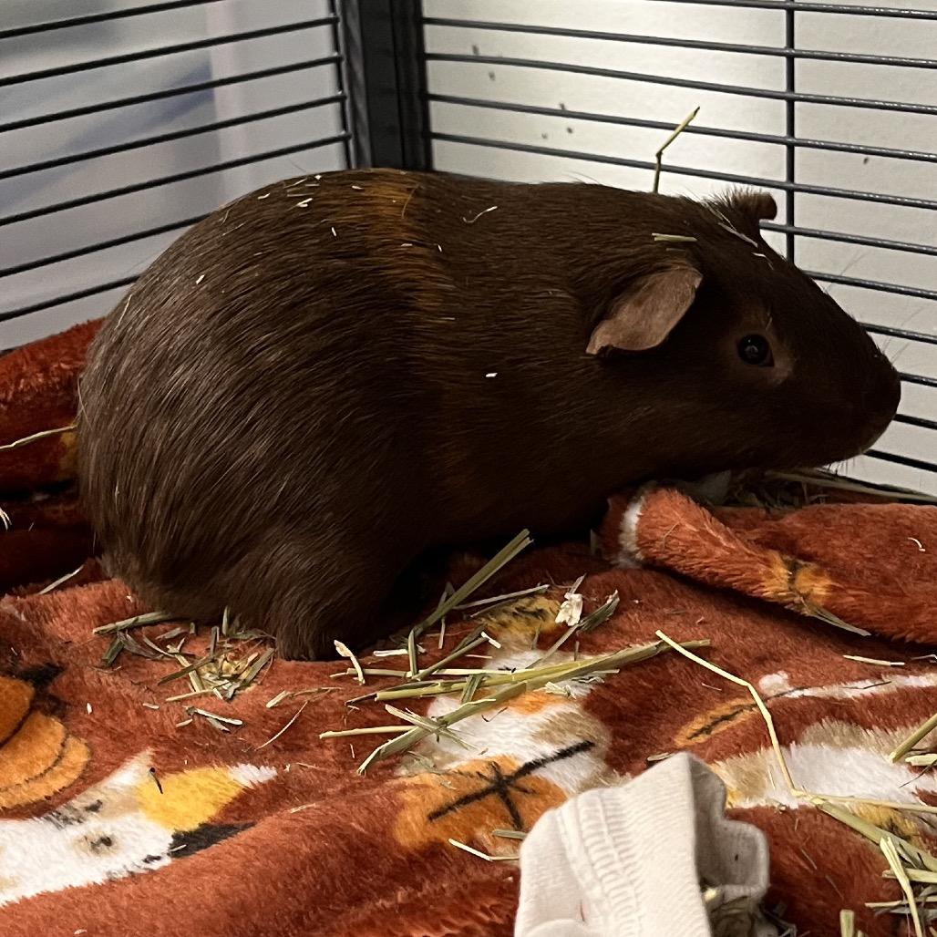 Enlarge Maraschino, a Adoptable Guinea Pig in Mentor, OH image 2/3
