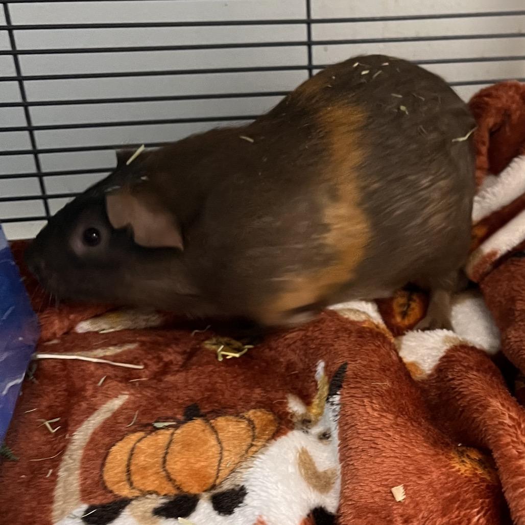 Enlarge Maraschino, a Adoptable Guinea Pig in Mentor, OH image 3/3