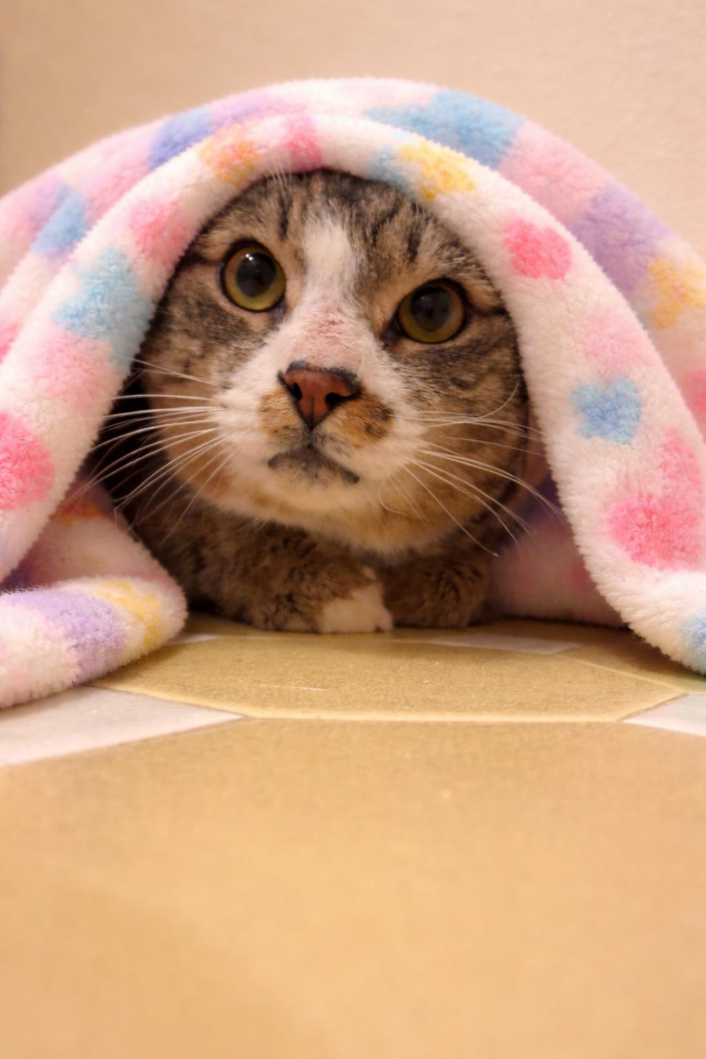 Richie, Adoptable, Adult Male Domestic Short Hair.
