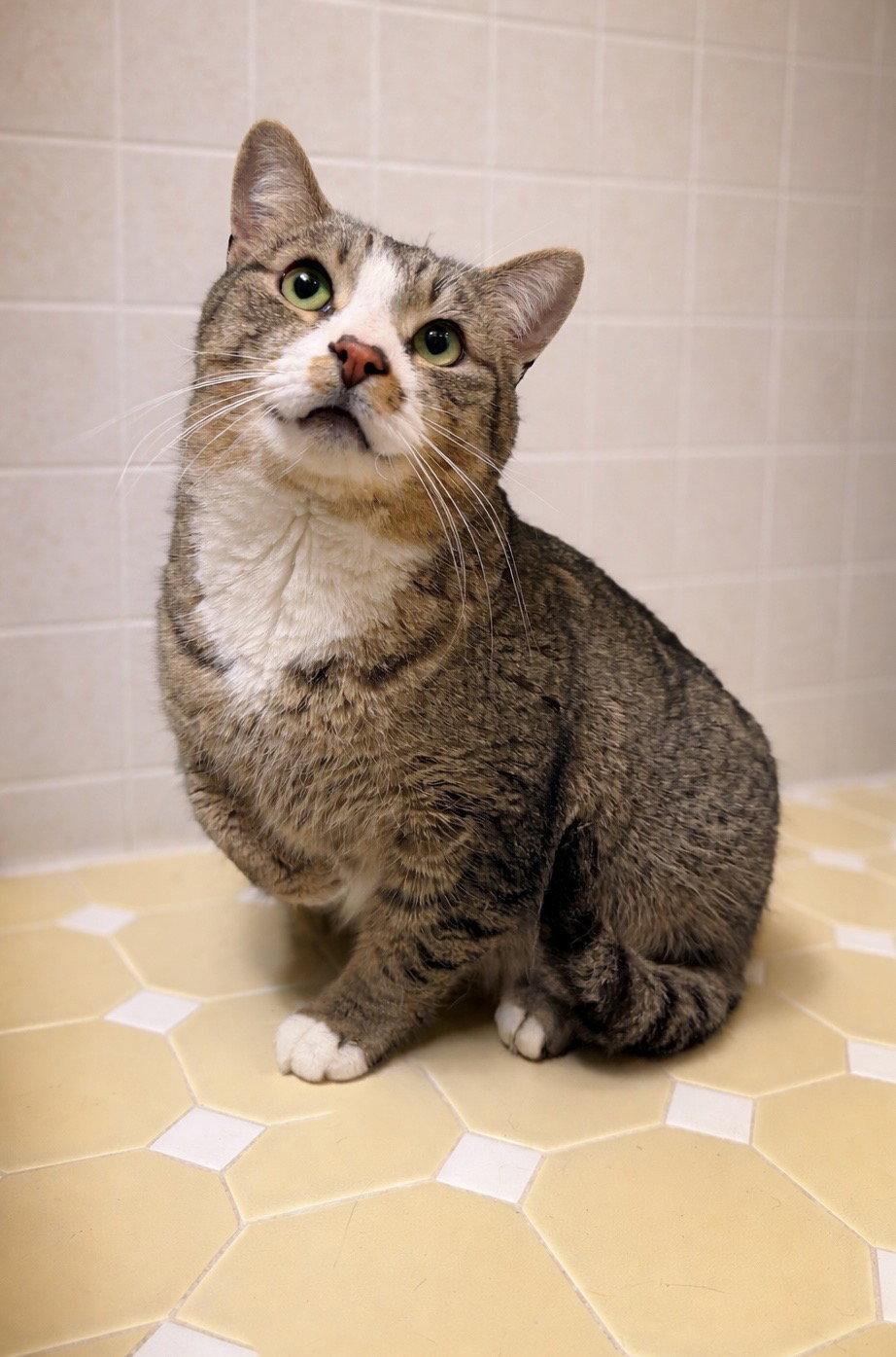Richie, a Adoptable Domestic Short Hair in Rochester, NY image 2/3