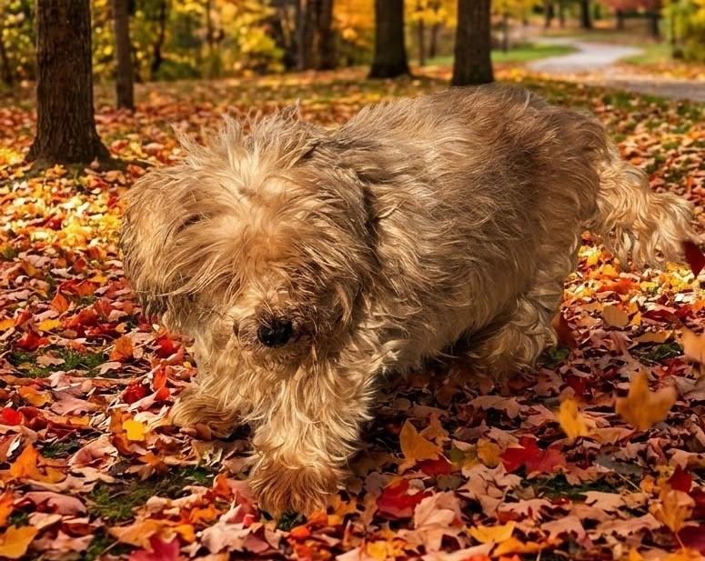 Raymond/61966072, Adoptable, Senior Male Shih Tzu.