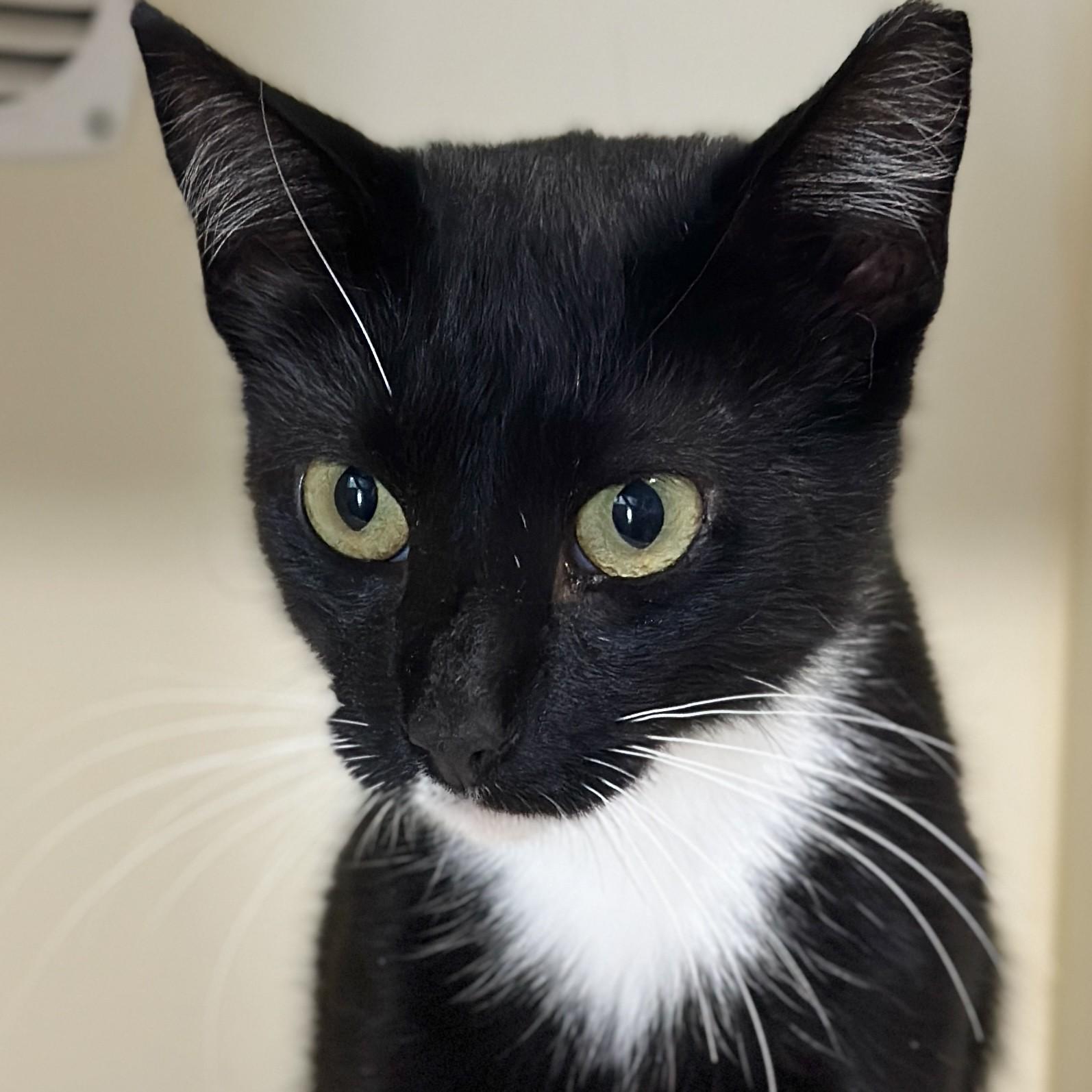 Enlarge Solo, a Adoptable Domestic Short Hair in Victor, NY image 4/6
