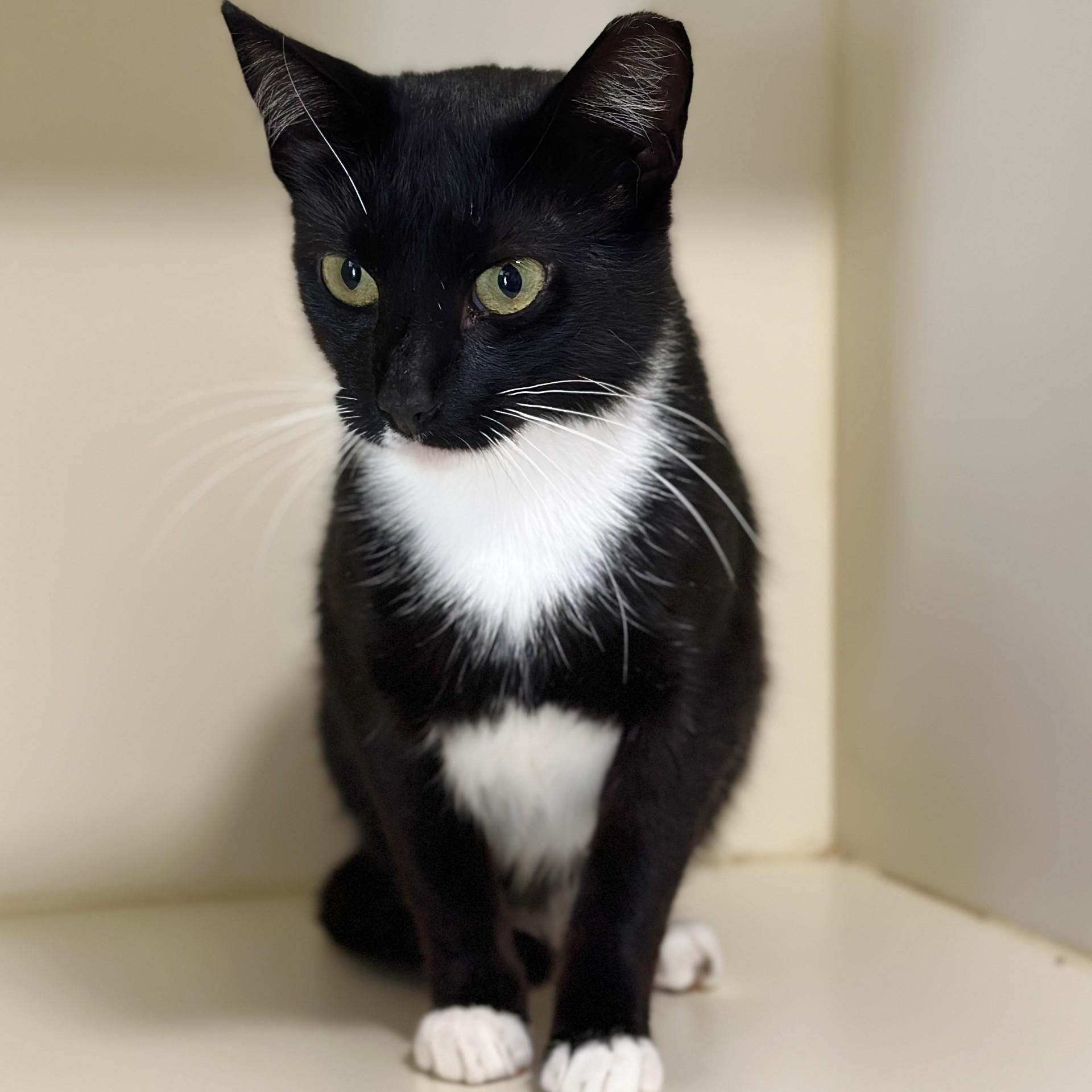 Enlarge Solo, a Adoptable Domestic Short Hair in Victor, NY image 5/6