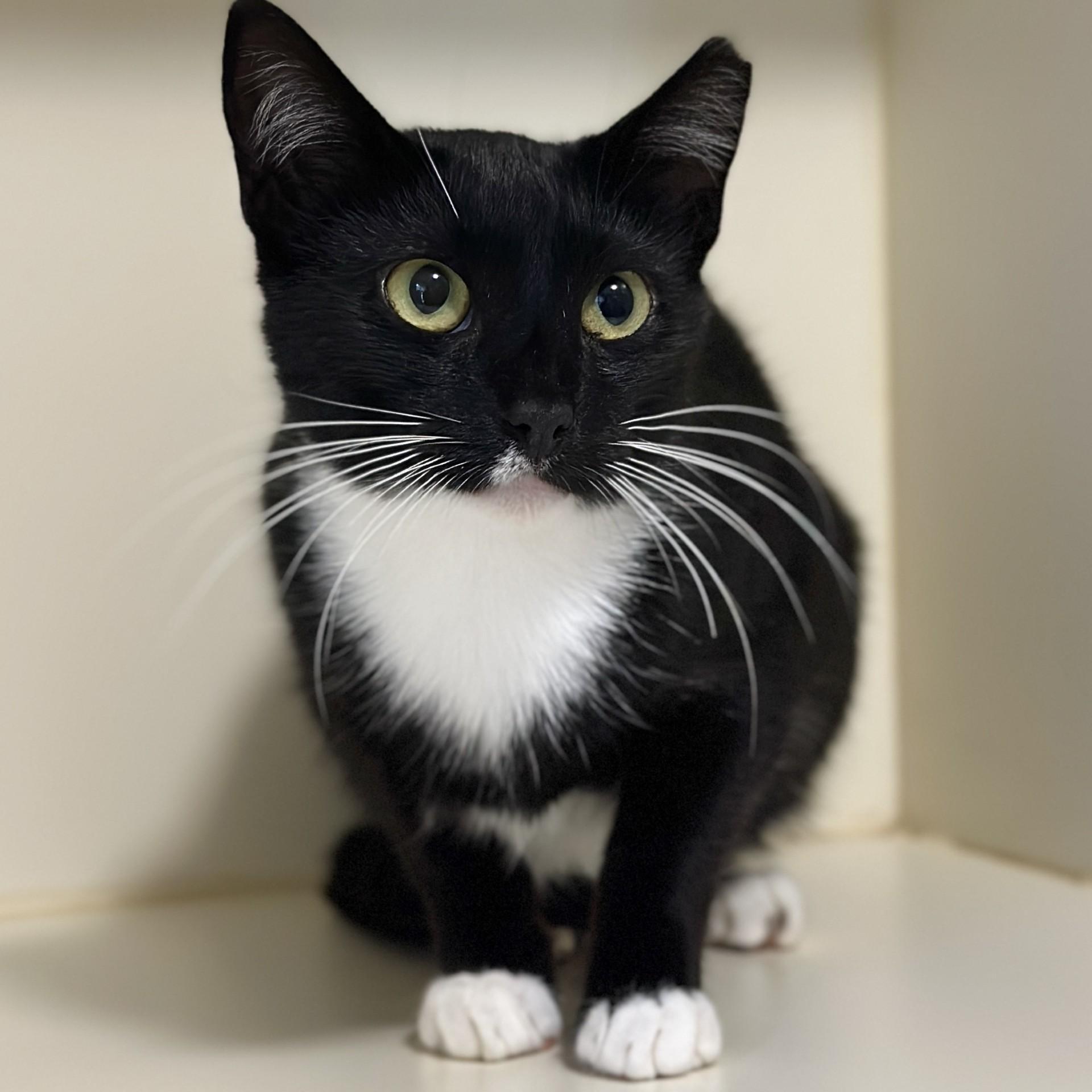Enlarge Solo, a Adoptable Domestic Short Hair in Victor, NY image 6/6
