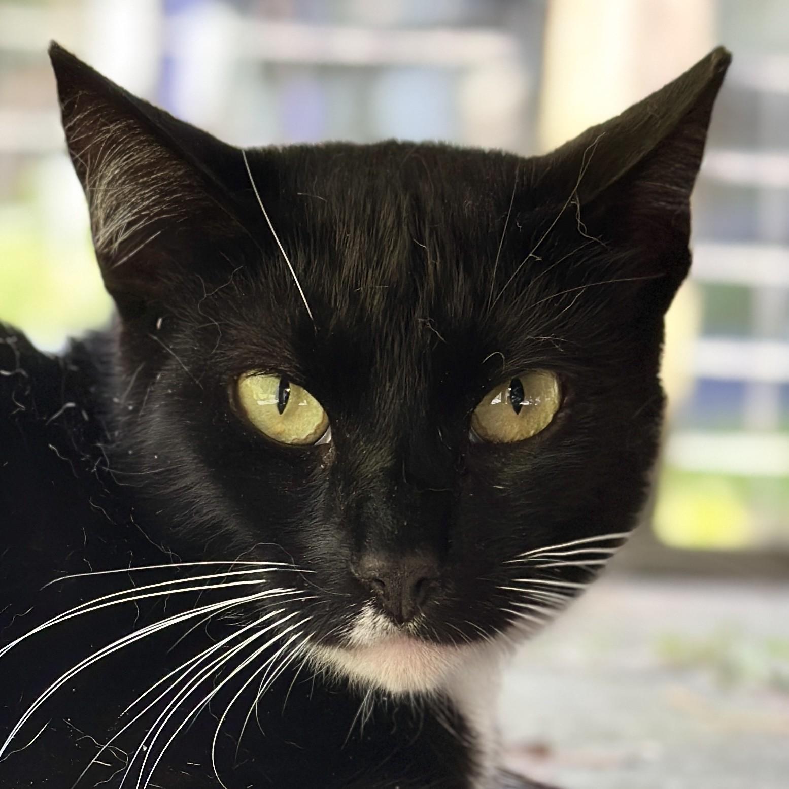 Enlarge Solo, a Adoptable Domestic Short Hair in Victor, NY image 1/6